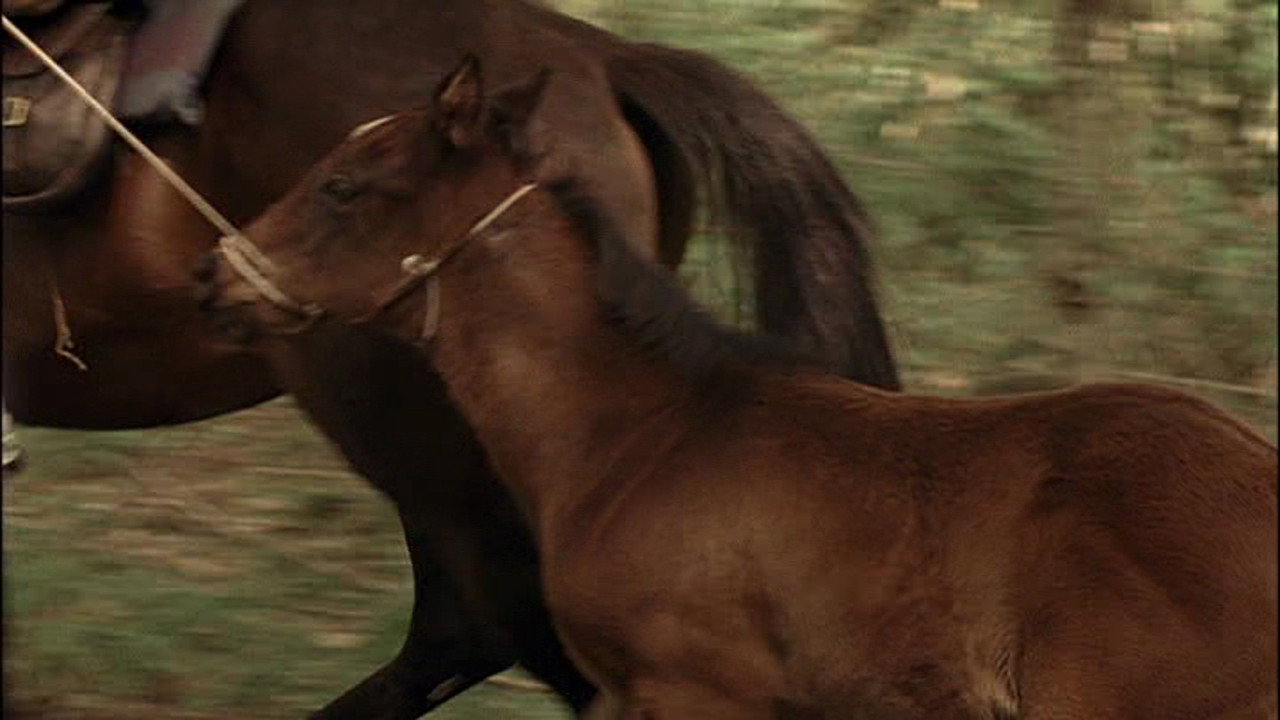 The Colt (2005) movie backdrop