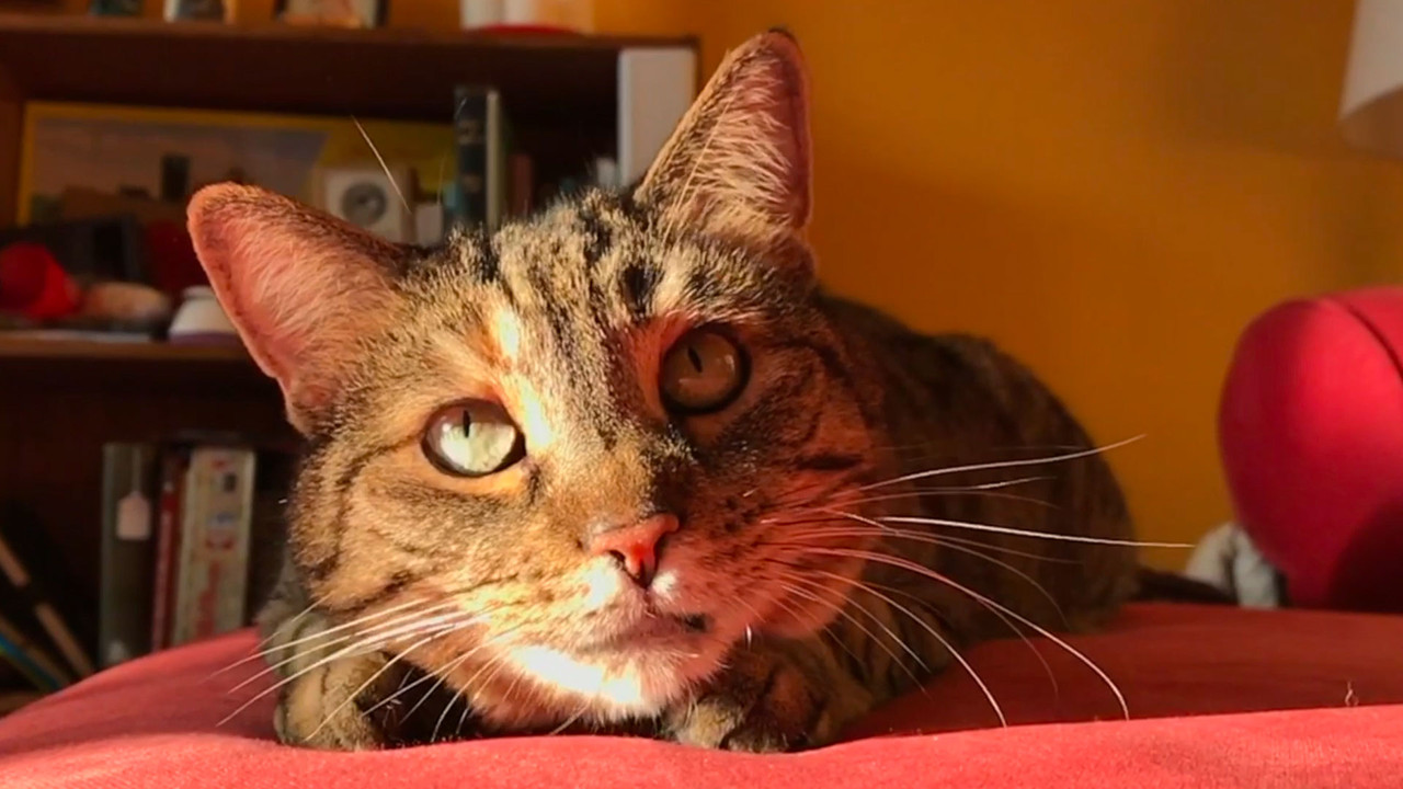 Quarantine Cat Film Festival (2020) movie backdrop