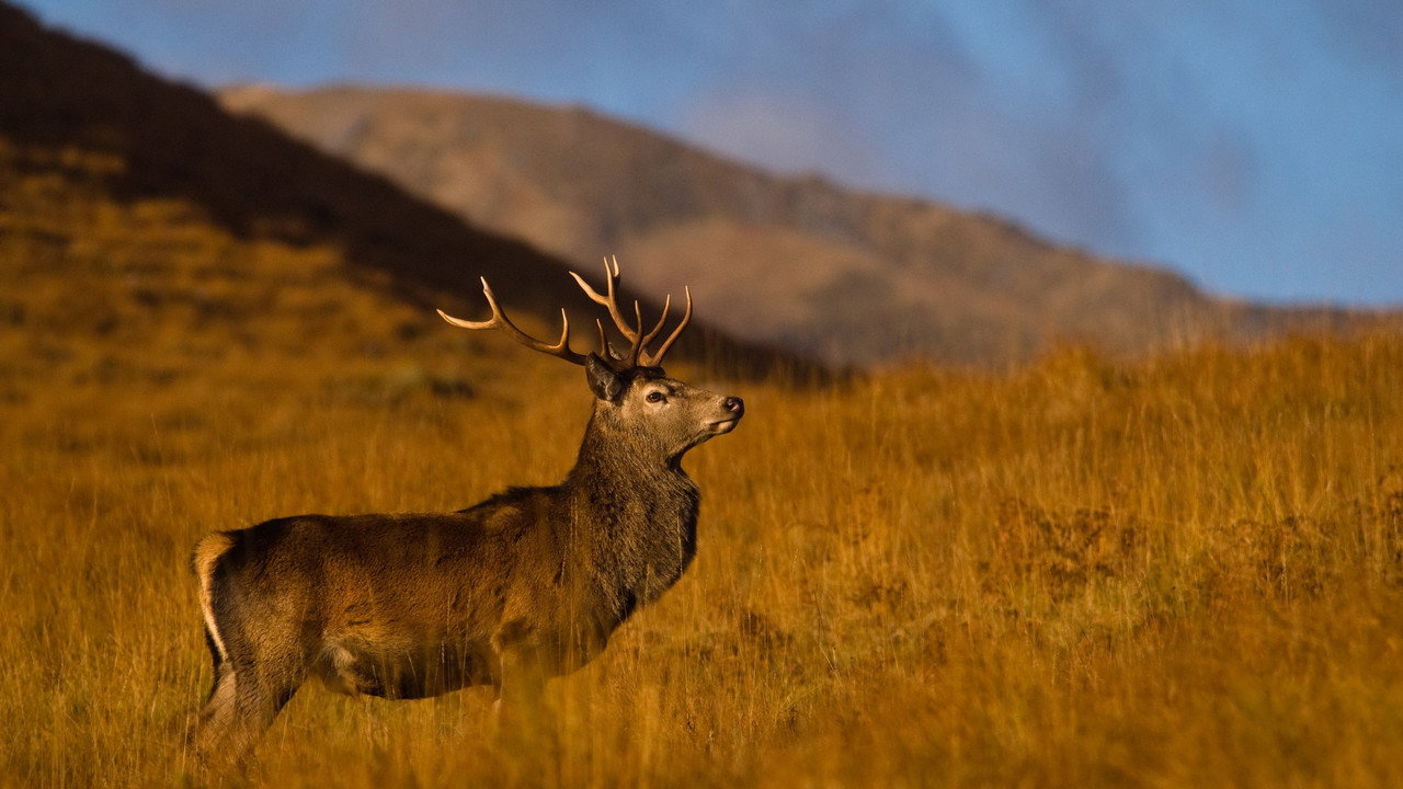 Highlands: Scotland's Wild Heart (2016) TV show backdrop