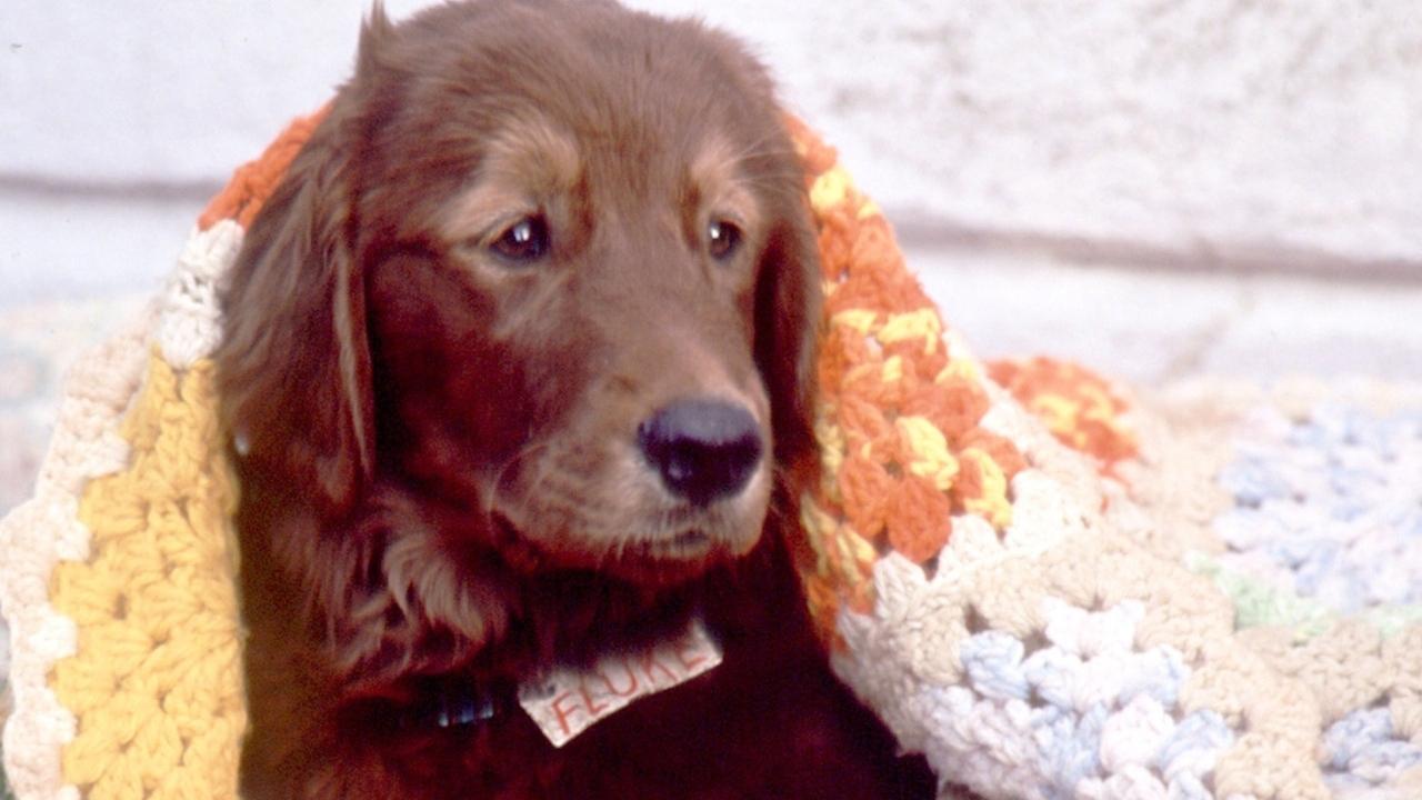 Fluke (1995) movie backdrop