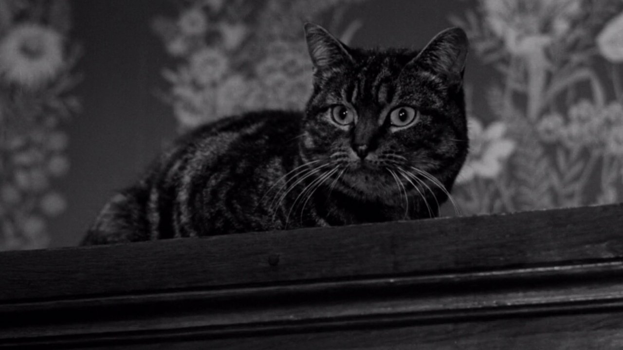 The Shadow of the Cat (1961) movie backdrop