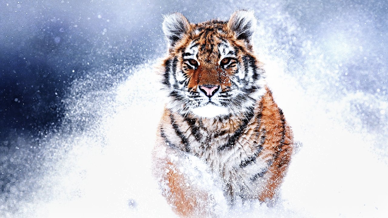 Russia's Wild Tiger (2022) movie backdrop