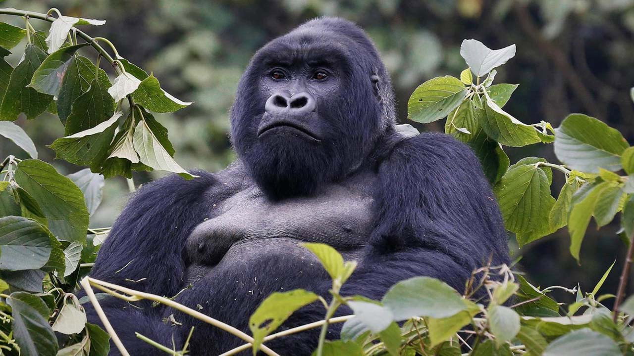 Mountain Gorilla (1992) movie backdrop