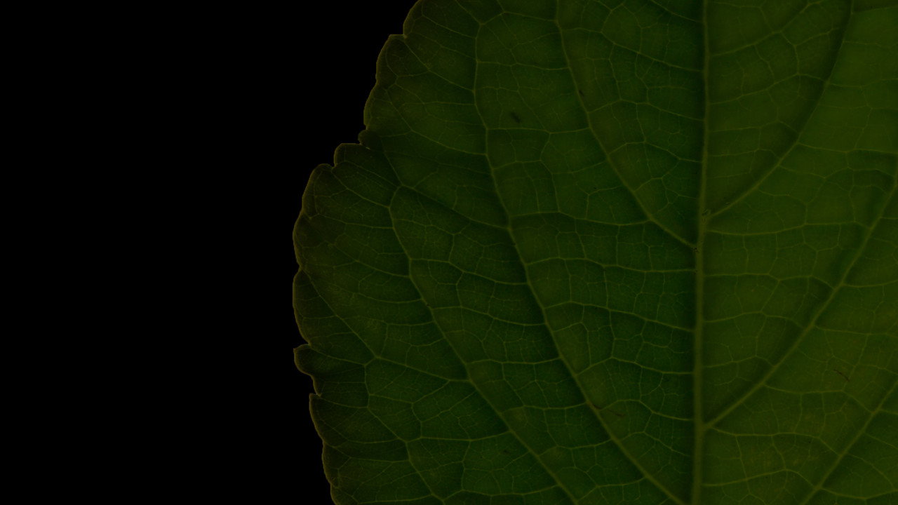 Salvia Divinorum: A Western Approach (2022) movie backdrop