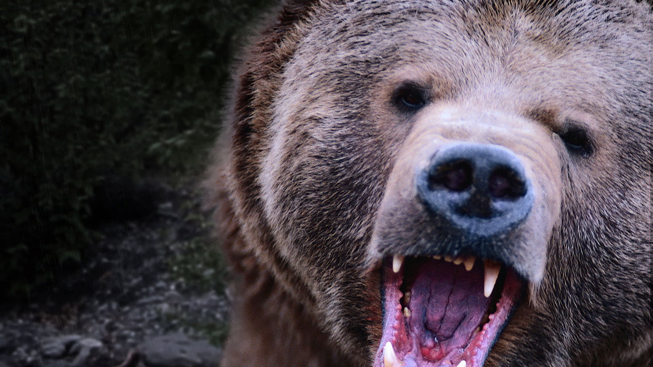 Kodiak (2014) TV show backdrop