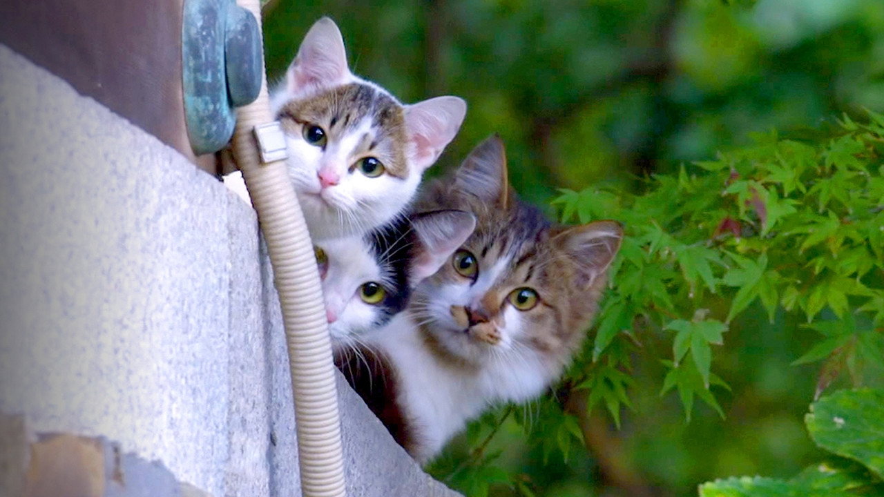A Cat's-Eye View of Japan (2022) TV show backdrop