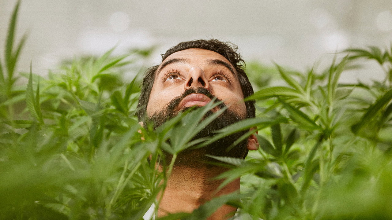 Weediquette (2016) TV show backdrop