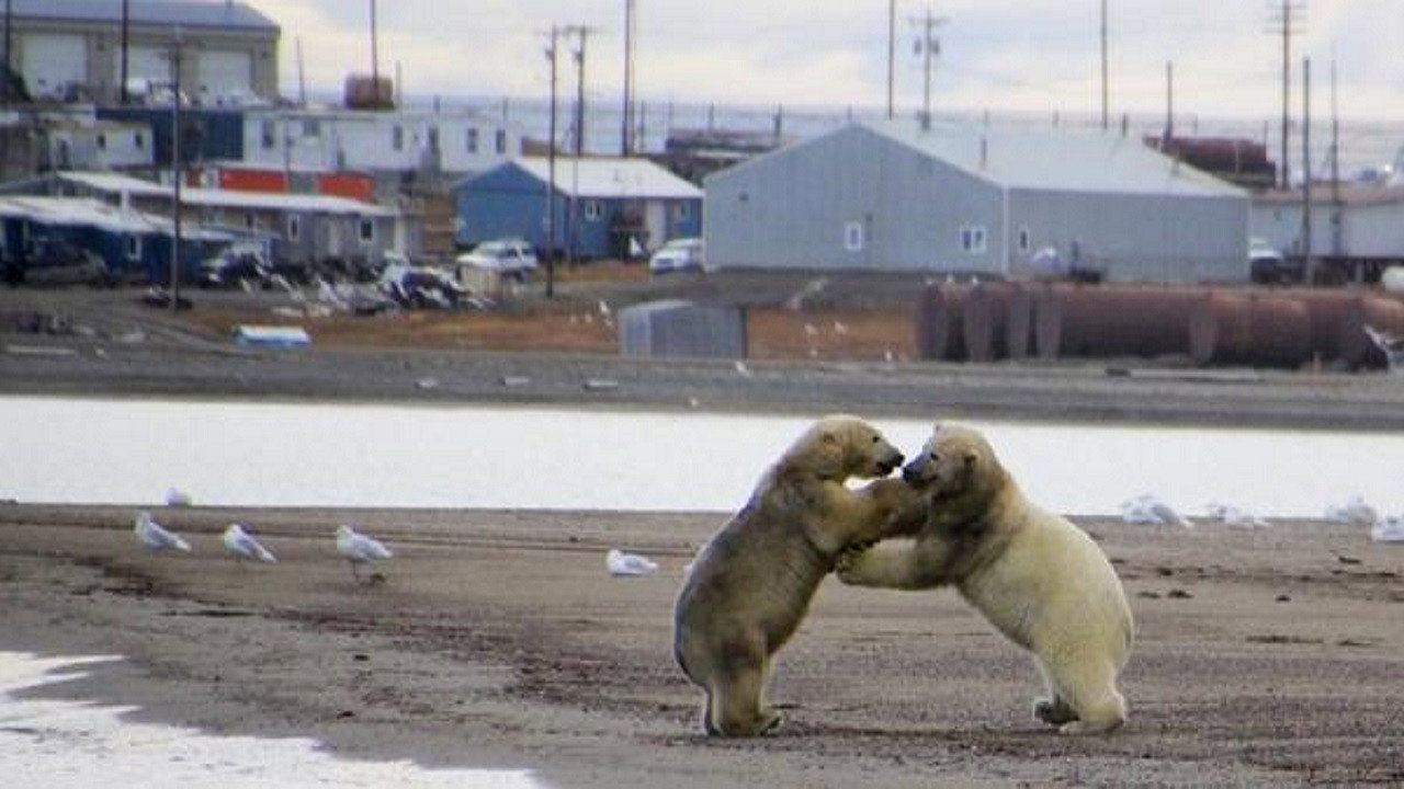 The Great Polar Bear Feast (2015) movie backdrop