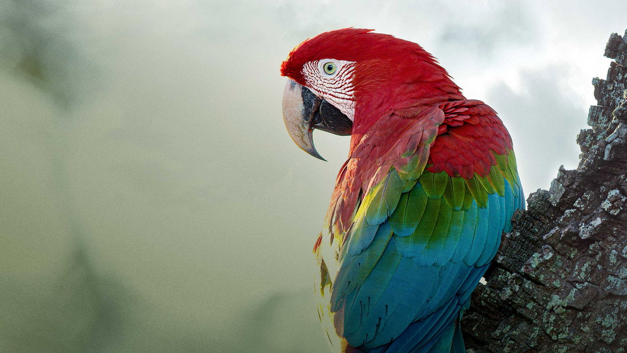 Brazil Untamed (2016) TV show backdrop