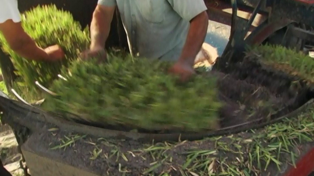 Gimme Green (2007) movie backdrop