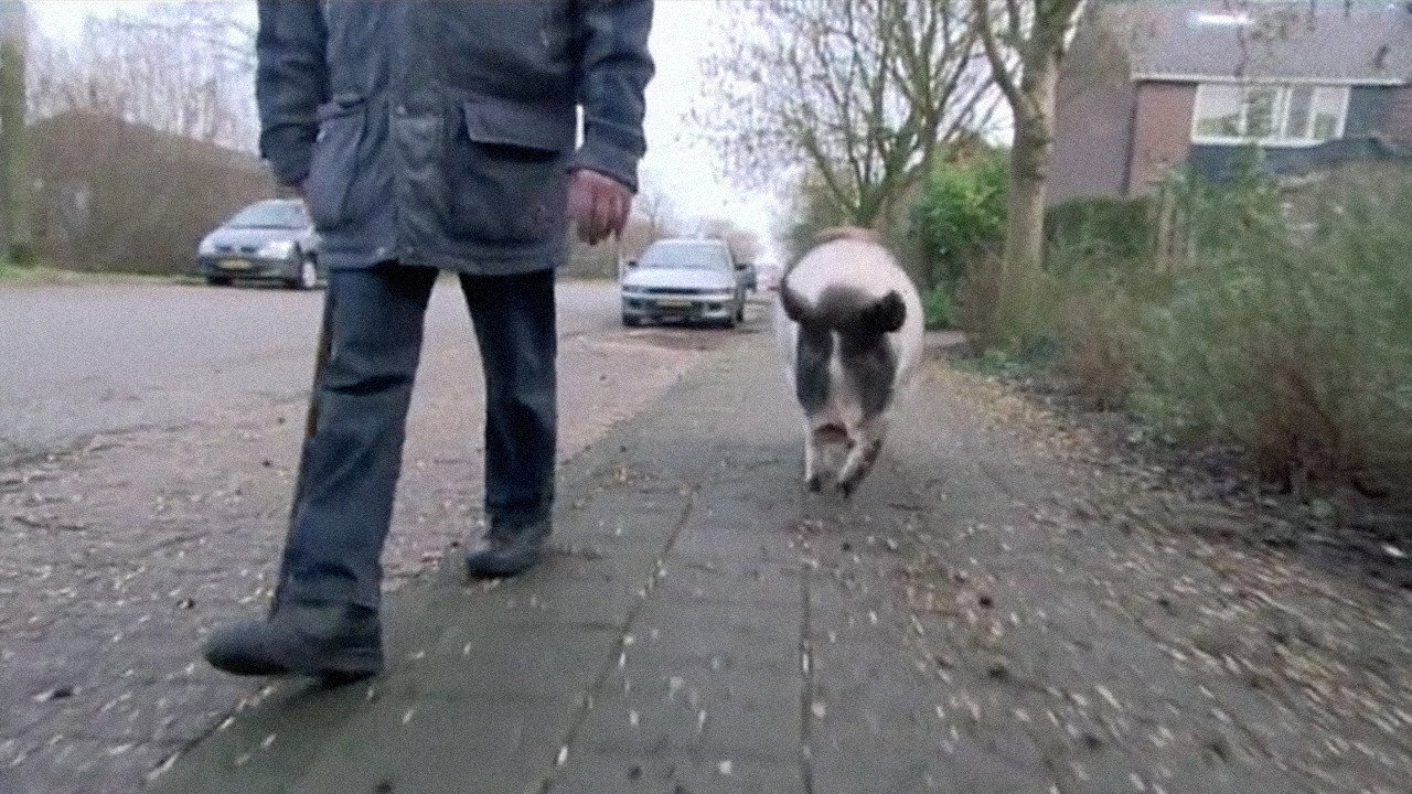Divine Pig (2010) movie backdrop