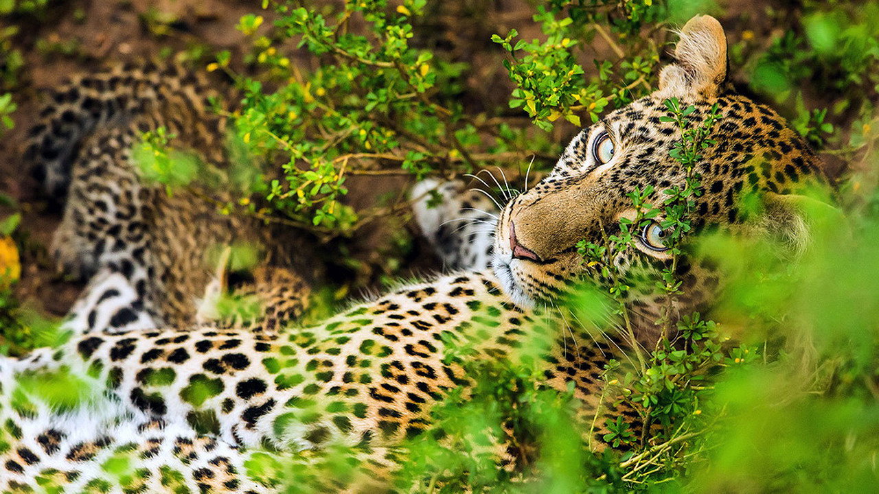 The Leopardess (2020) movie backdrop