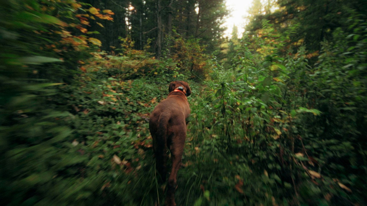 Bloodhound Dog (2024) movie backdrop