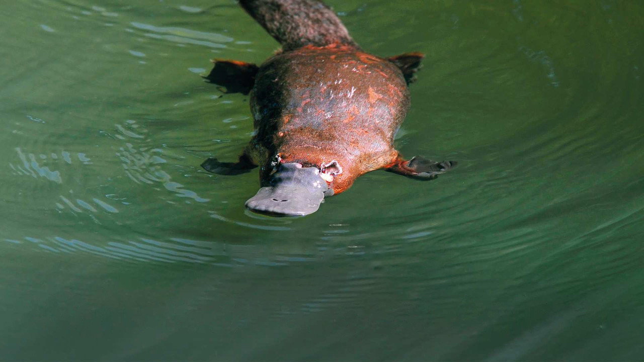 Platypus: World's Strangest Animal (2003) movie backdrop