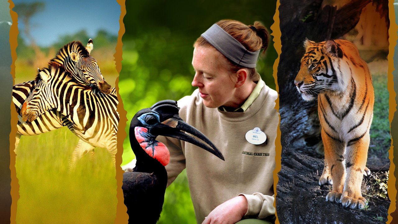 Magic of Disney s Animal Kingdom (2020) TV show backdrop