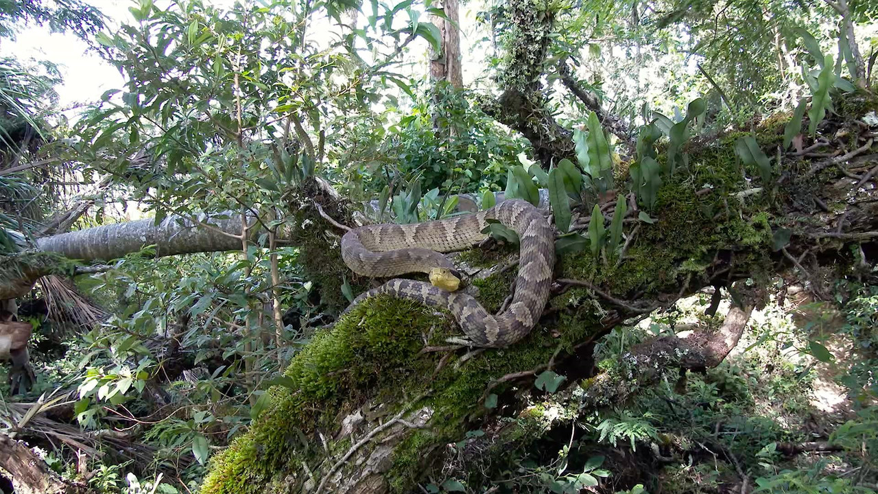The Unknown Snake of Bolivia (2018) TV show backdrop