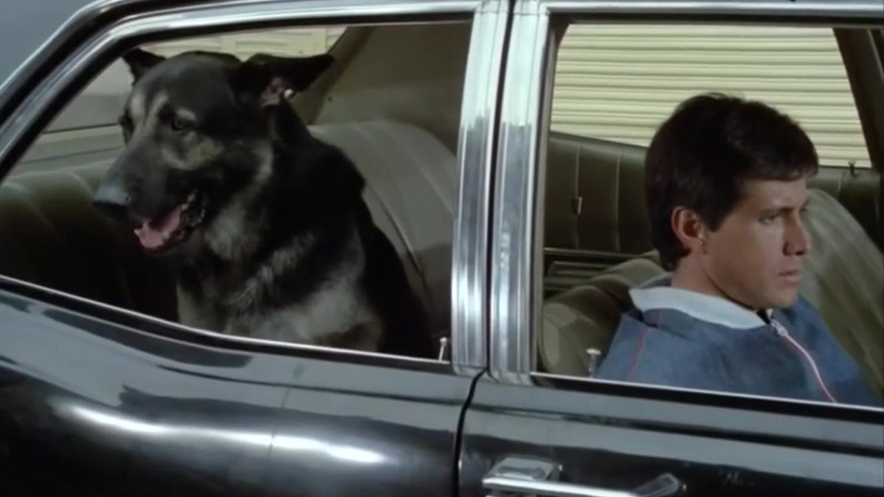 The Birthday of the Dog (1975) movie backdrop