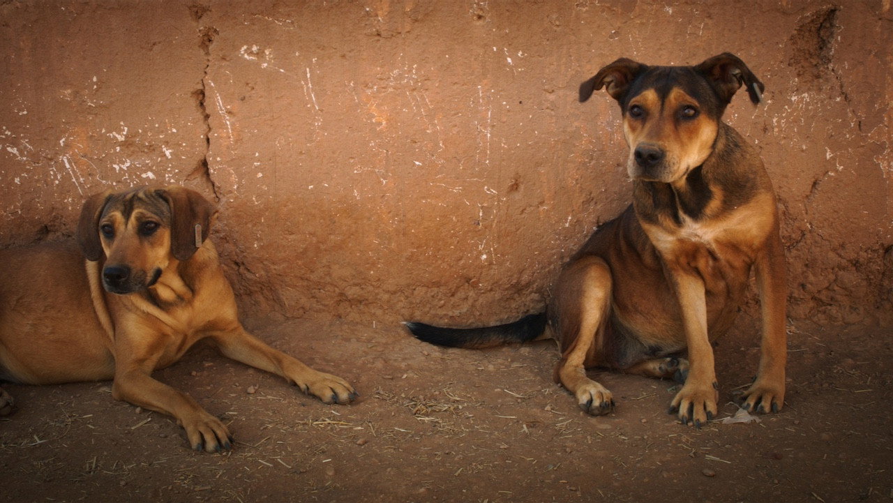 Mutts (2019) movie backdrop