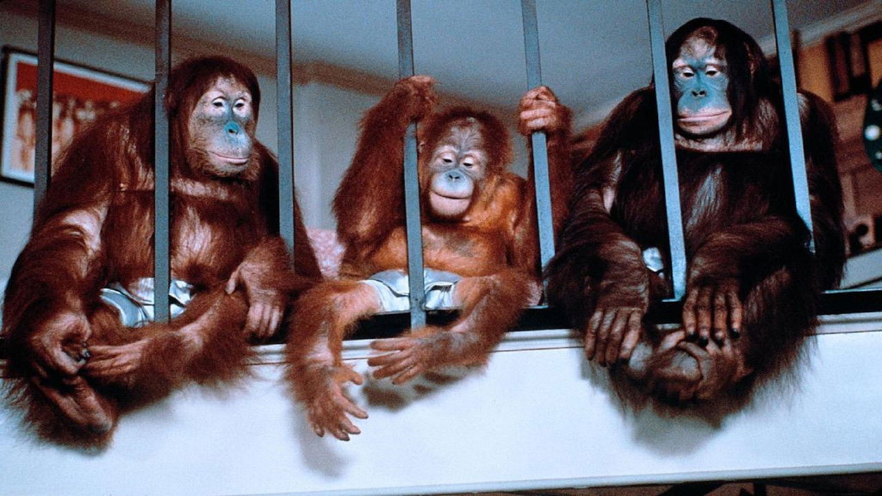 Going Ape (1981) movie backdrop