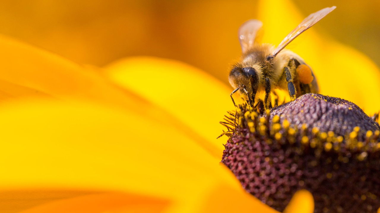 Diary of a Bee (2021) movie backdrop