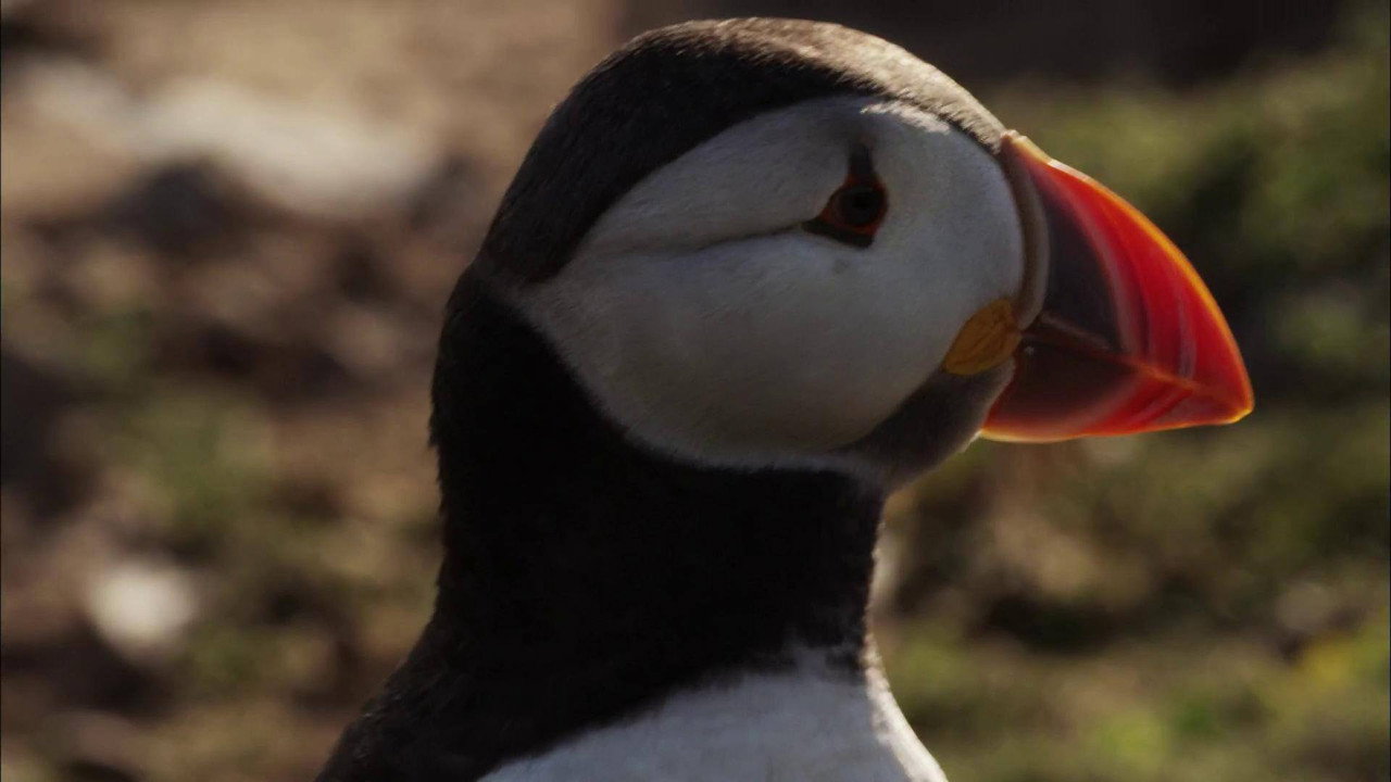 Puffin Patrol (2015) movie backdrop