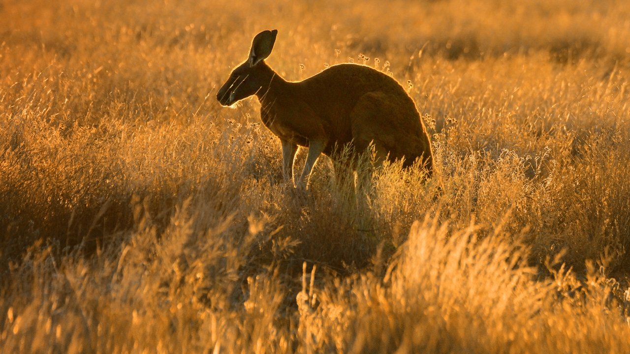 Wild Australia (2014) TV show backdrop