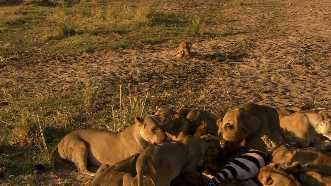 Surviving the Drought (2008) movie backdrop