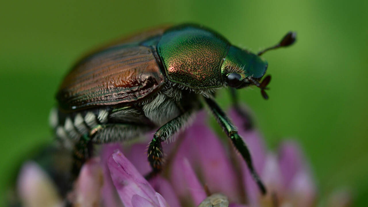 Fabulous Insects - Beetles (2024) movie backdrop