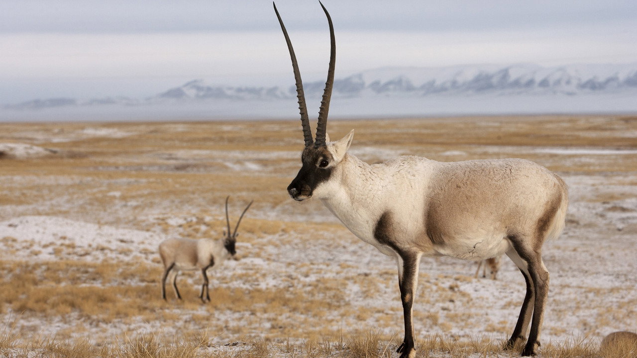 Rare Survivors: China's Iconic Wildlife (2021) movie backdrop