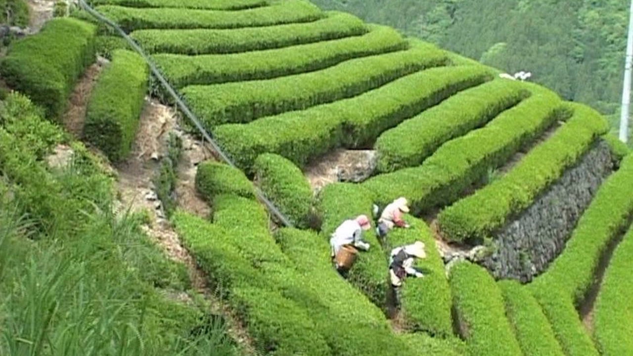 Bessho Tea Factory (2014) movie backdrop