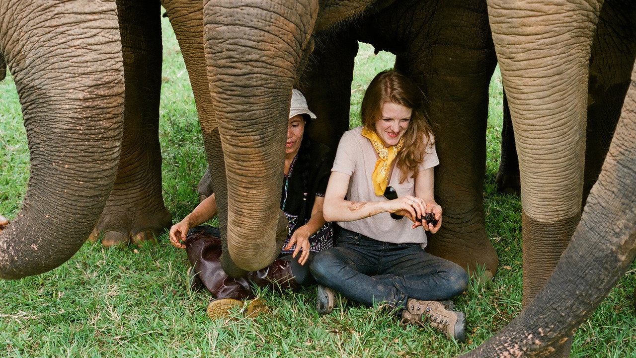 Love & Bananas: An Elephant Story (2018) movie backdrop