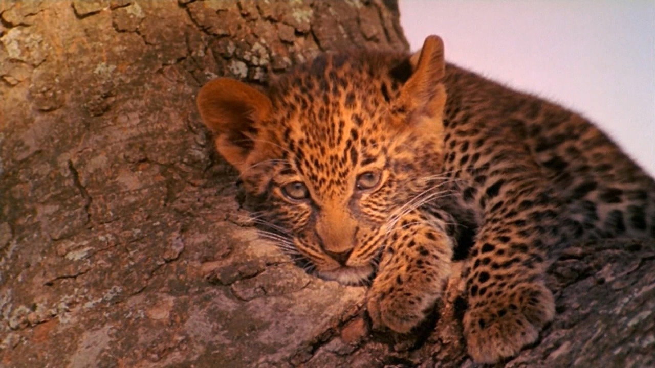 The Leopard Son (1996) movie backdrop