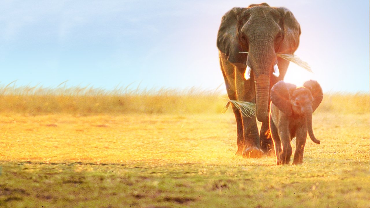 Whispers: An Elephant's Tale (2000) movie backdrop