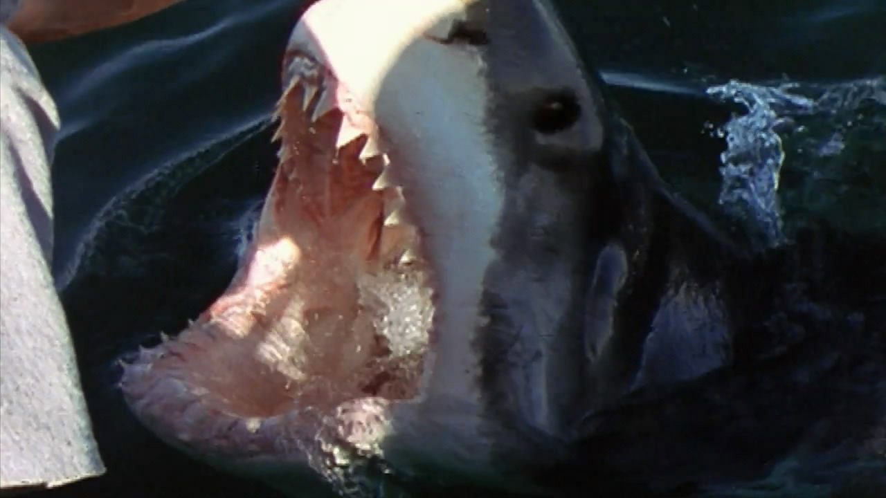 National Geographic Ultimate Shark (2007) movie backdrop