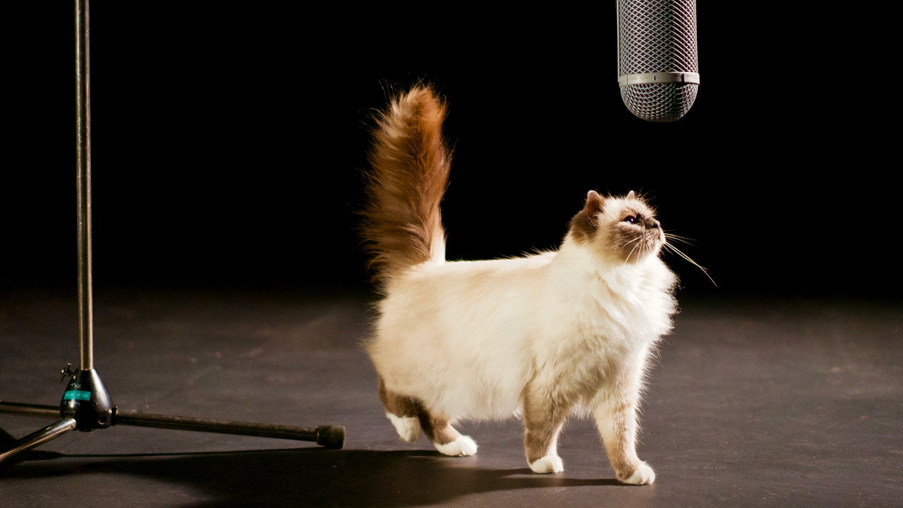 The Story of Cats (2016) TV show backdrop