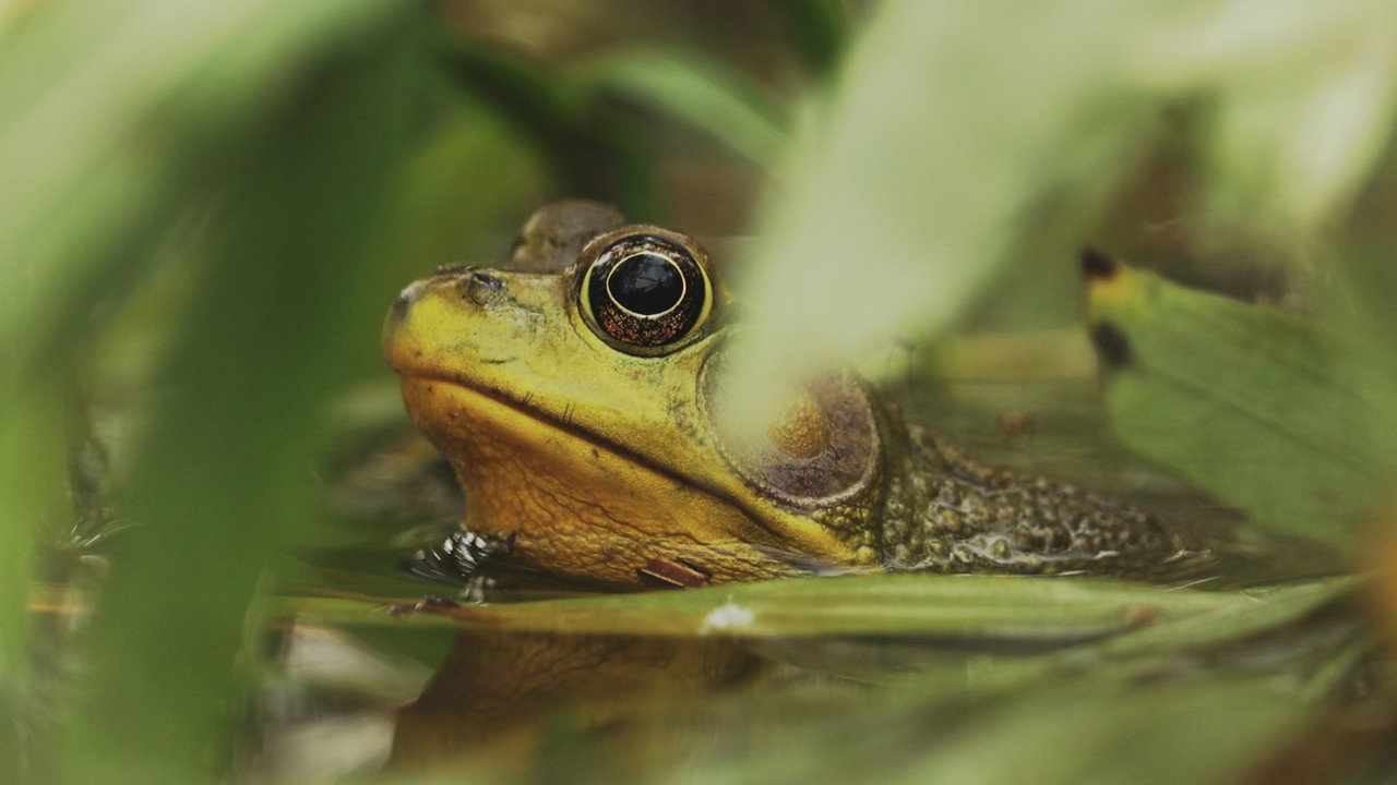 Understanding Myself as an Amphibian (2026) movie backdrop