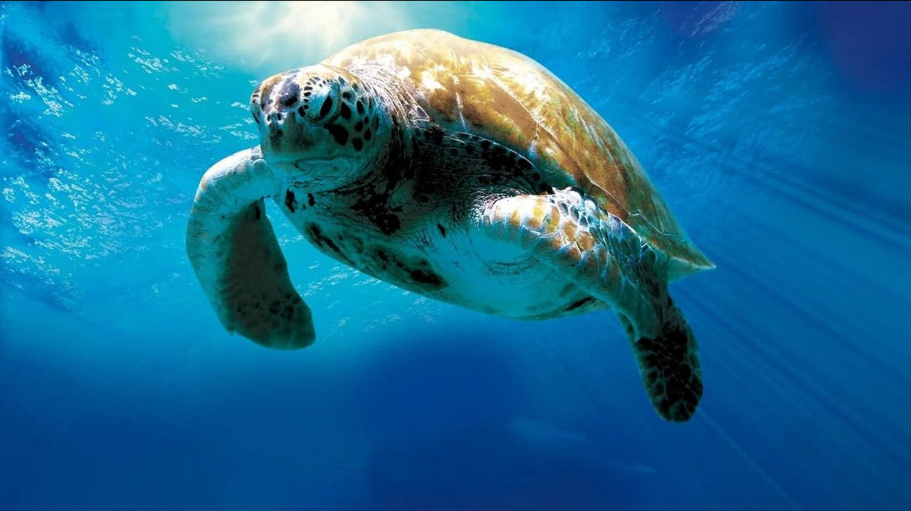 Turtle: The Incredible Journey (2009) movie backdrop