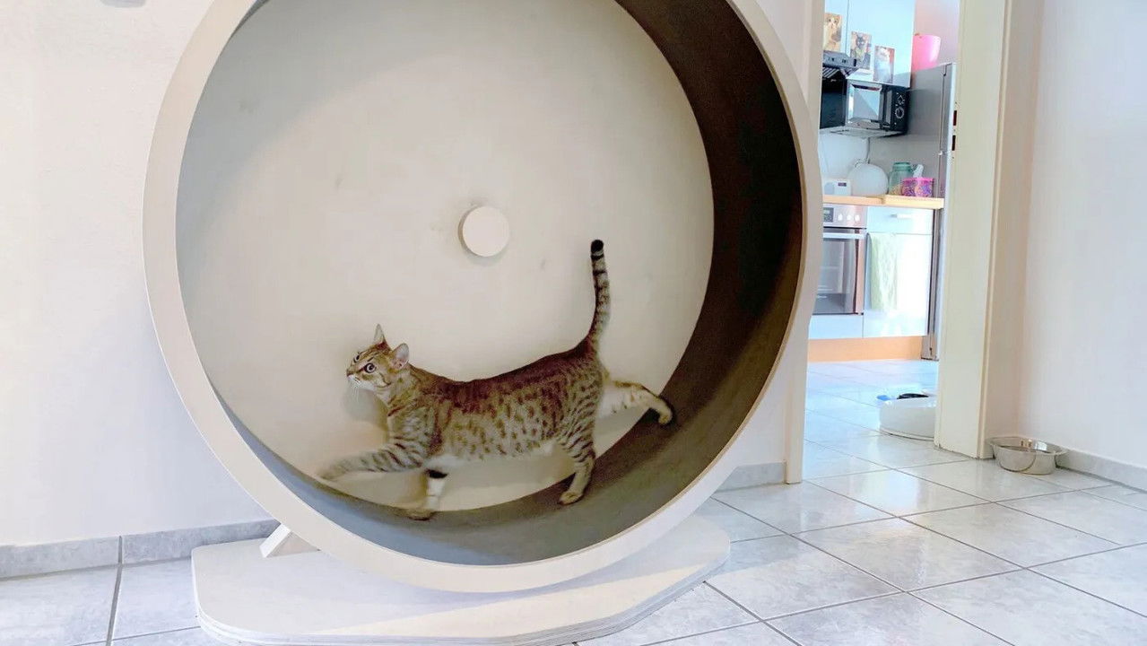Das geheime Wesen der Katzen (2021) movie backdrop