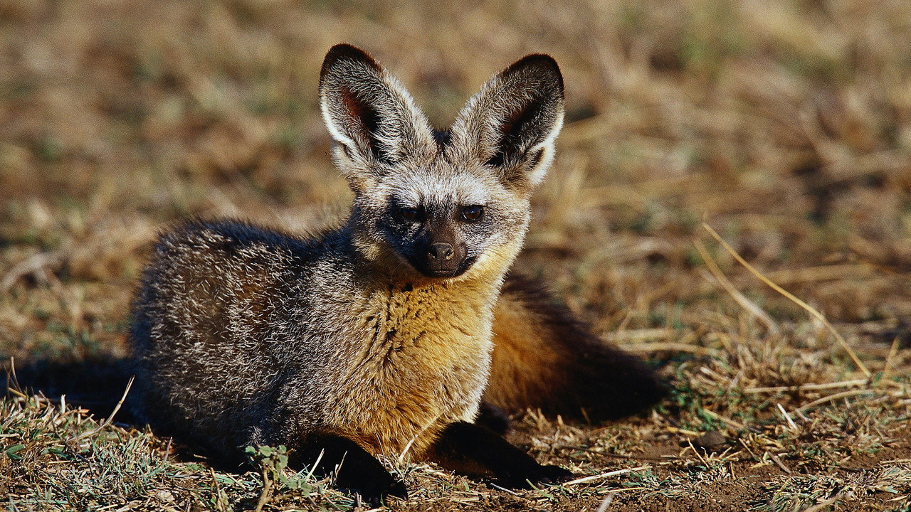 Namibia's Bat-eared Foxes: Survivalists of the Desert (2007) movie backdrop
