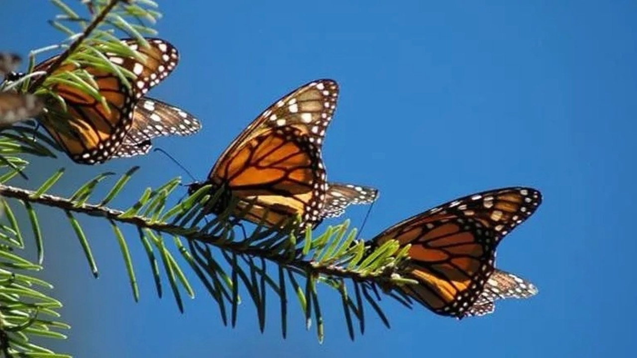 The Incredible Journey of the Butterflies (2009) movie backdrop
