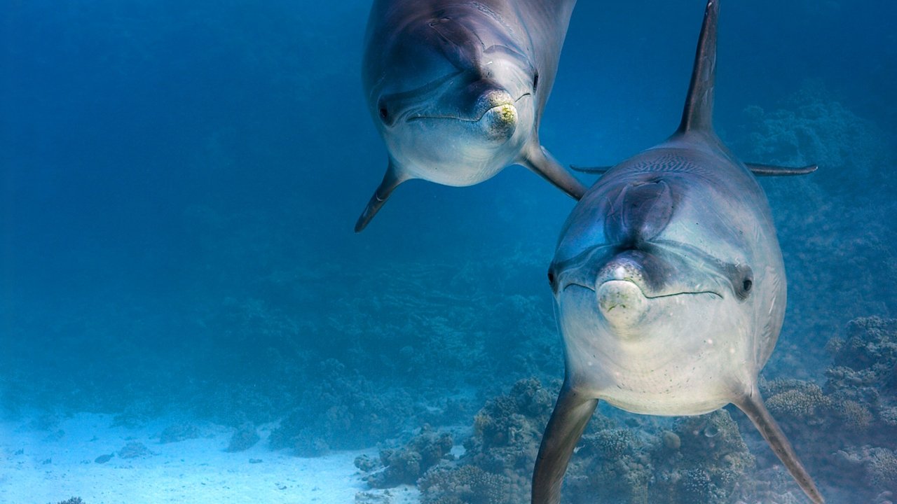 Dolphin Reef (2018) movie backdrop