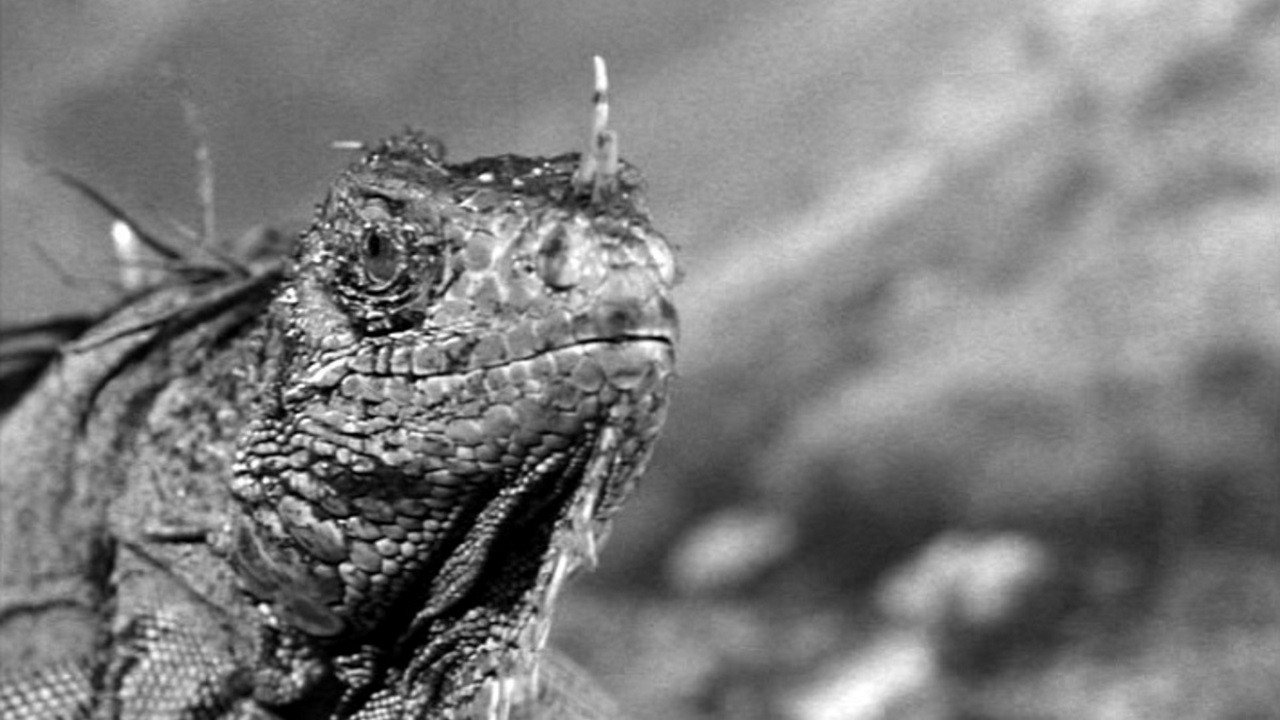 King Dinosaur (1955) movie backdrop