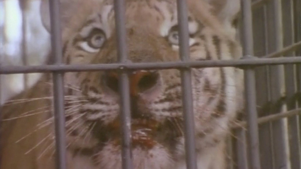 Faces of Death IV (1990) movie backdrop