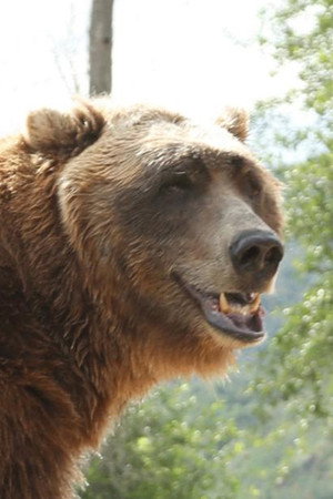Bart the Bear in The Bear