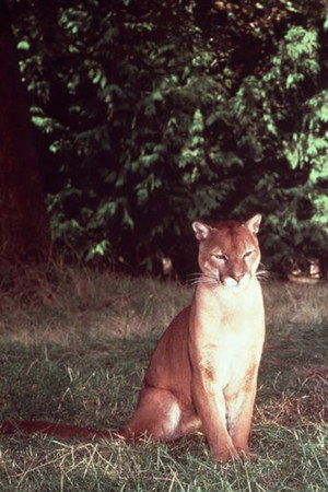 Seeta in Run, Cougar, Run