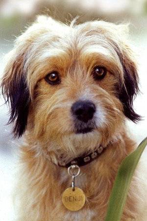 Benjean in Benji the Hunted