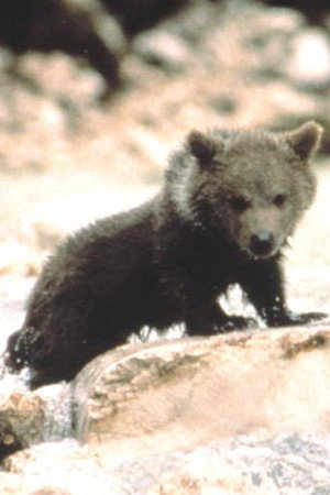 Douce the Bear in The Bear