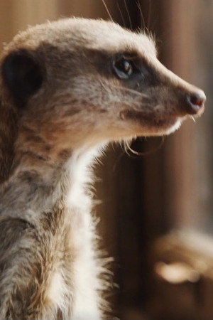 Elvis the Meerkat in Mia and the White Lion