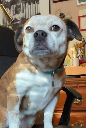 Dorothy the Dog in Obex