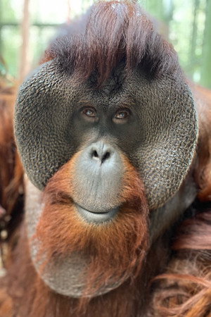 Sam the Orangutan in Dunston Checks In